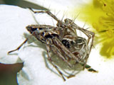 Oxyopes
