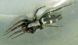 Callilepis schuszteri