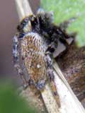 Euophrys erratica