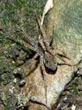 Pardosa amentata