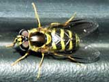 Dasysyrphus albostriatus