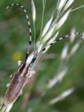 Agapanthia asphodelii