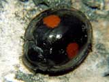 Chilocorus renipustulatus