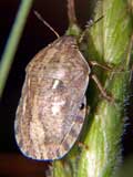 Scutelleridae1