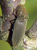 Agriotes sp.