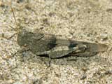 Oedipoda caerulescens